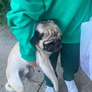 Meet your Posher, Ivy